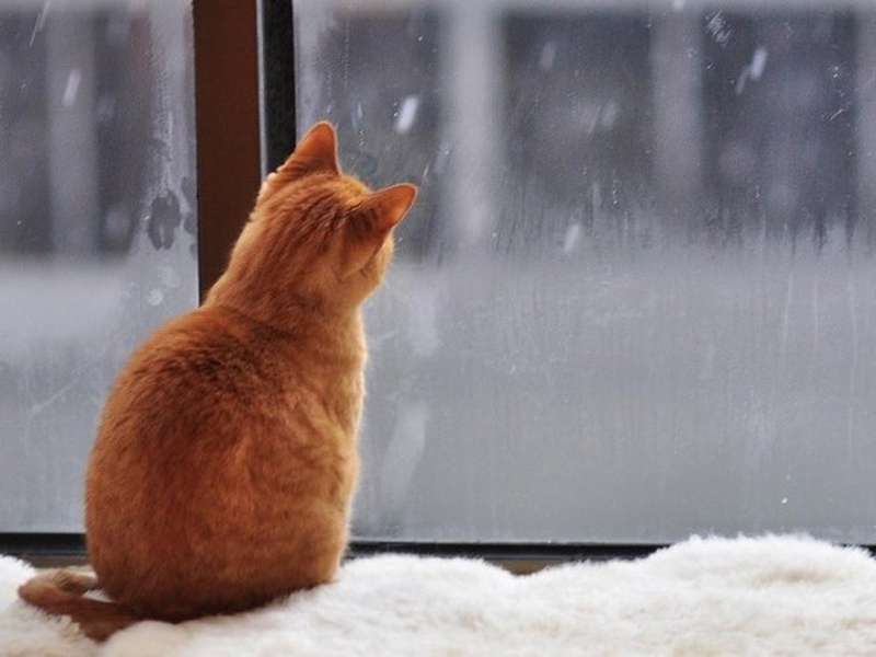 Дощитиме й сніжитиме: прогноз погоди в Луцьку на суботу, 16 грудня