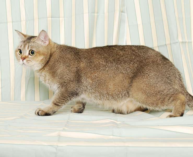 Кішка Емма шотландська прямовуха (забарвлення:  чорне золотисте)><span class=