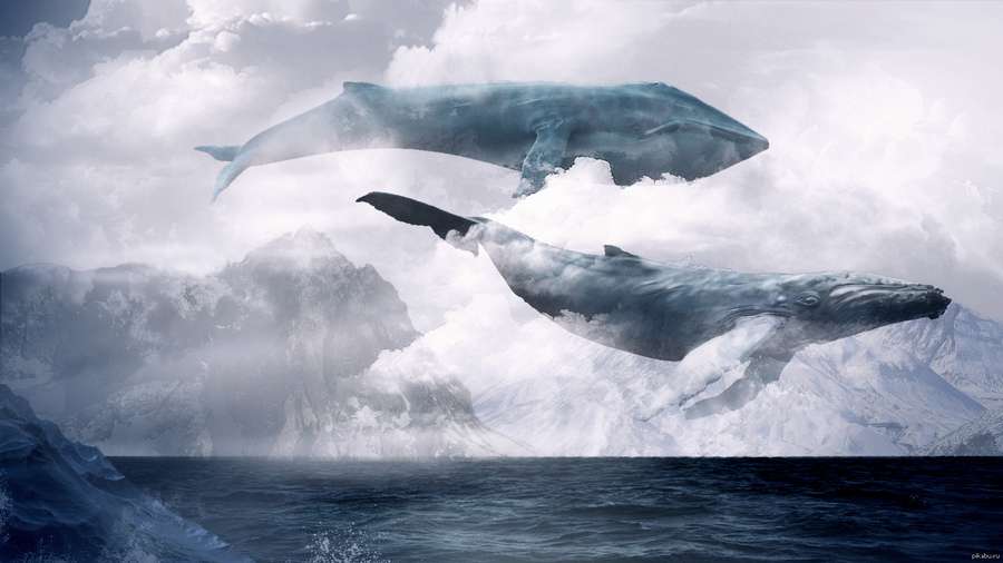 «Сині кити» у Луцьку: вся правда у масштабному розслідуванні  (фото, скріни)
