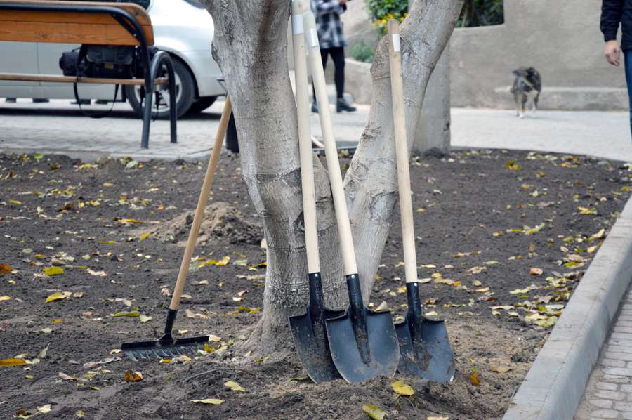 «Будуємо спільне майбутнє»: у луцьких  дворах посадили дерева 
