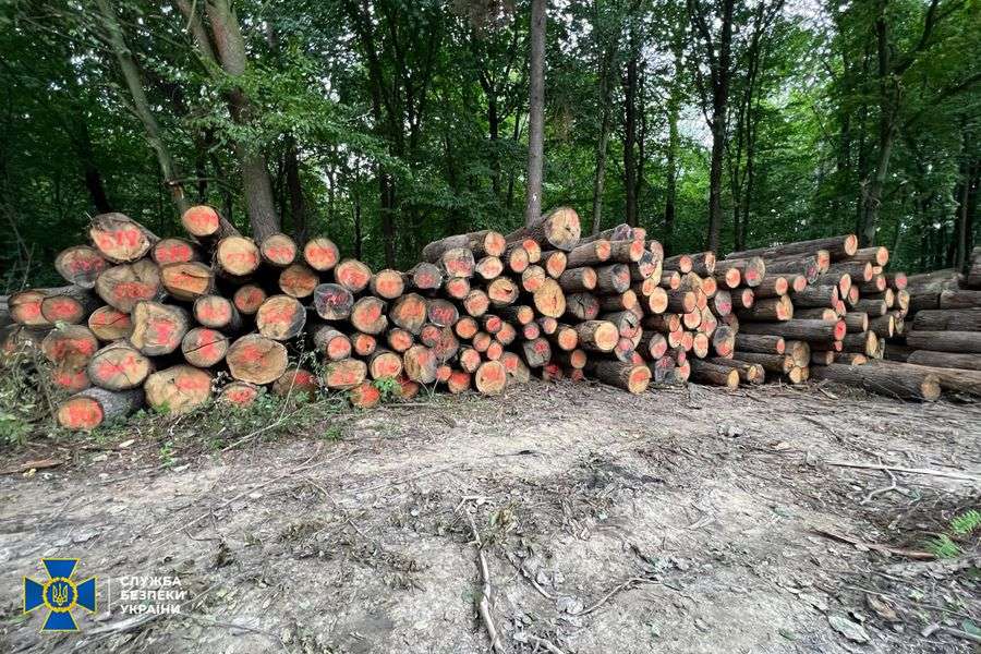 Очільник нацпарку на Волині та підприємець організували рубки цінних порід дерев для експорту в ЄС (фото, відео)