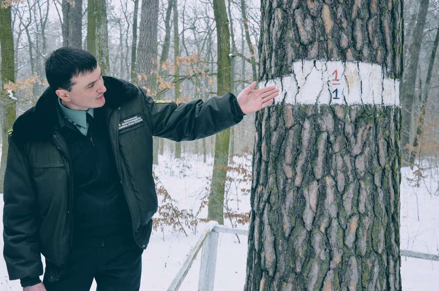 Плюсова сосна № 1 в Україні на території ківерцівського лісництва