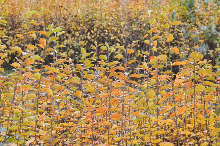 Луцький фотограф показав фантастичну «золоту» осінь (фото)