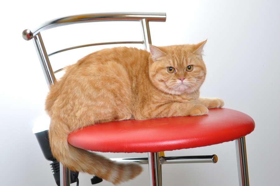 британська короткошерстна кішка Сахара (червона плямиста)><span class=