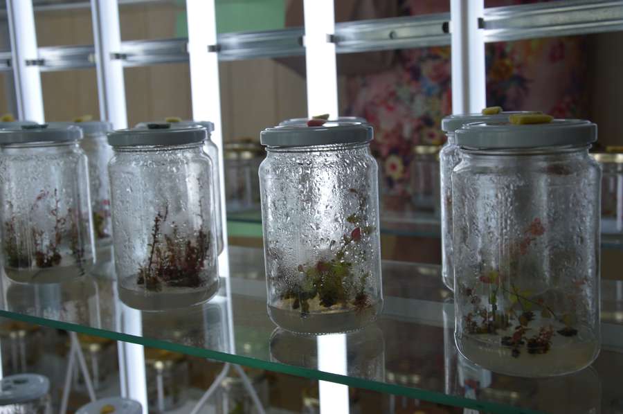 «Бізнес пішов у ягоди»: у Луцьку відкрили біотехнологічну лабораторію In vitro