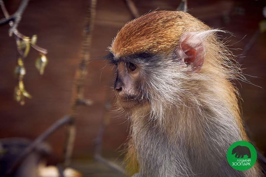 Мавпи, тигри і лемури: Луцький зоопарк кличе школярів на екскурсії (фото)