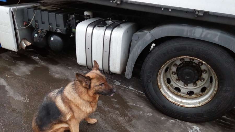 На «Ягодині» службовий пес знайшов контрабандні сигарети (фото)