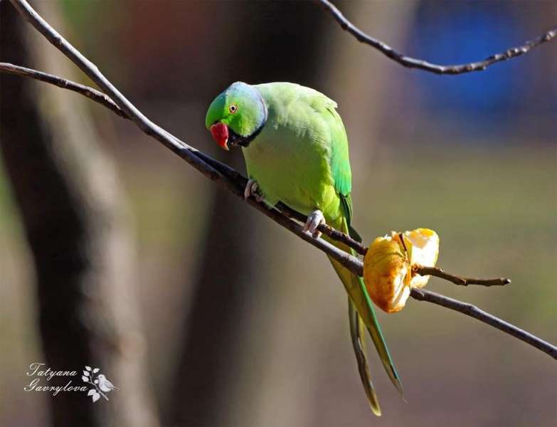 Папуга Крамері в Жовтневому парку, Чернівці