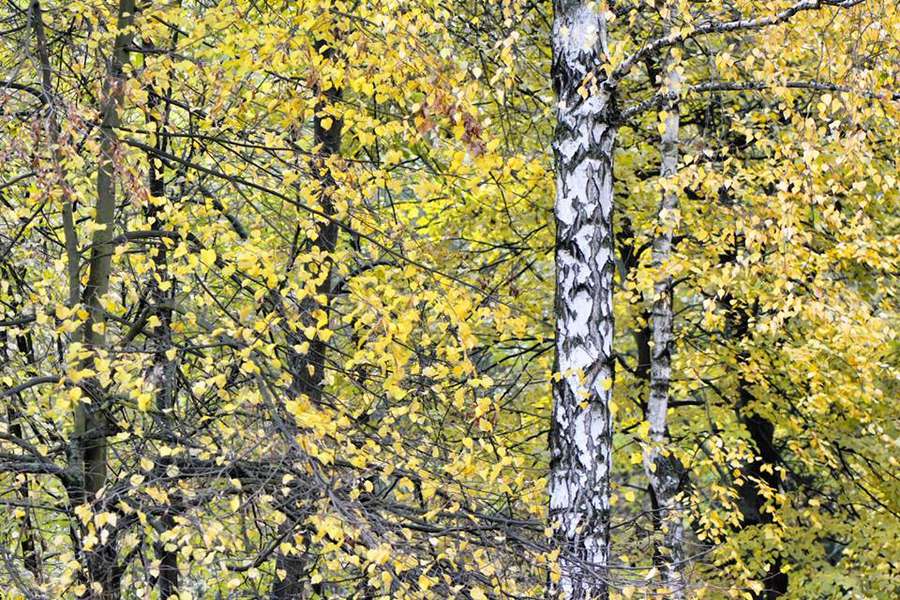 Луцький фотограф показав фантастичну «золоту» осінь (фото)