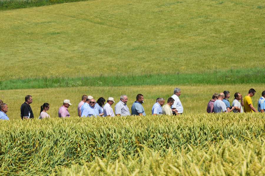Учасники дня поля у полях пшениці
