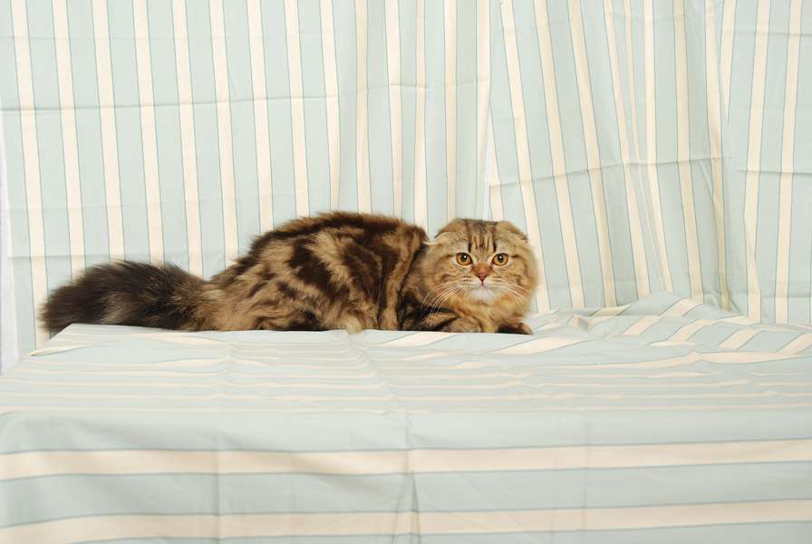 Кішка шотландська капловуха (забарвлення: чорне мармурове)><span class=