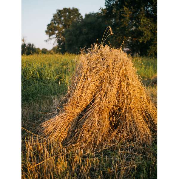 Пахне сіном крізь екран: фотограф показав жнива в селі на Волині (фото)