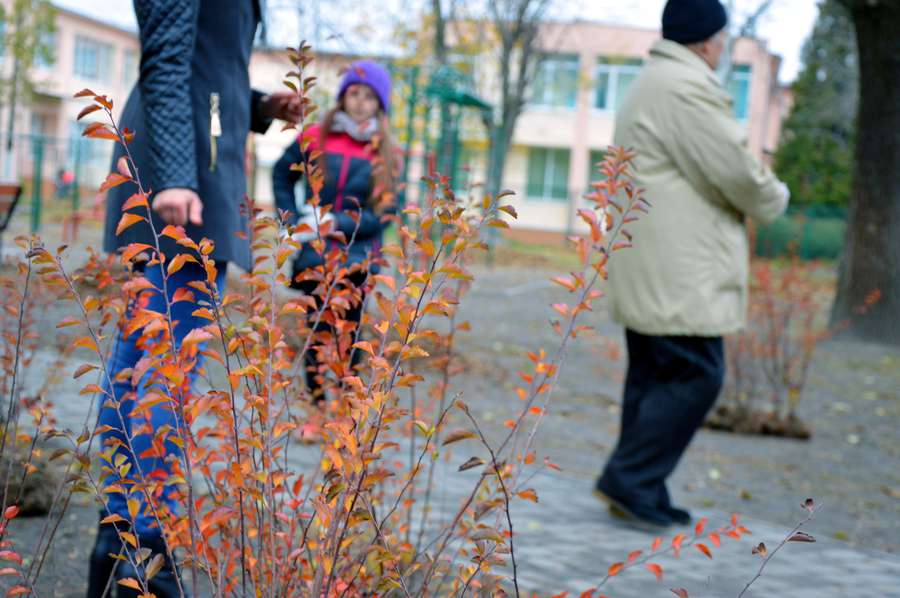 «Будуємо спільне майбутнє»: у луцьких  дворах посадили дерева 