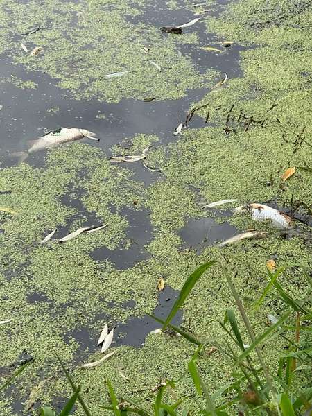 Масовий мор риби в ставку у Луцьку: назвали причину (фото)