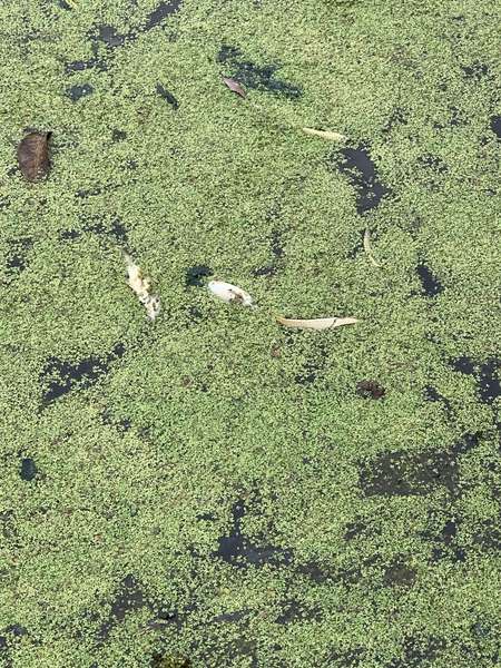 Масовий мор риби в ставку у Луцьку: назвали причину (фото)