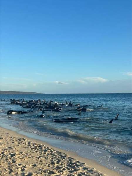 В Австралії викинулися на берег 160 китів: більшість врятували – десятки загинули (фото)