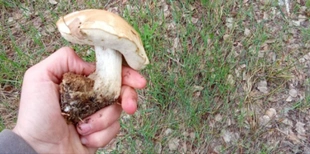 На Волині серед квітня виросли гриби (фото)