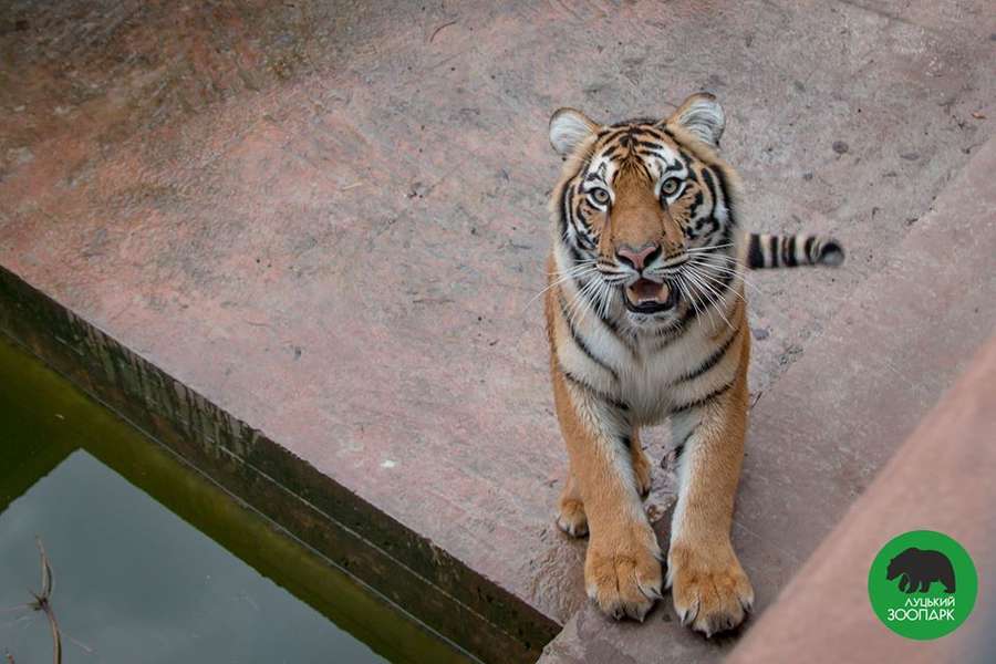 Луцький зоопарк запустив фотофлешмоб 
