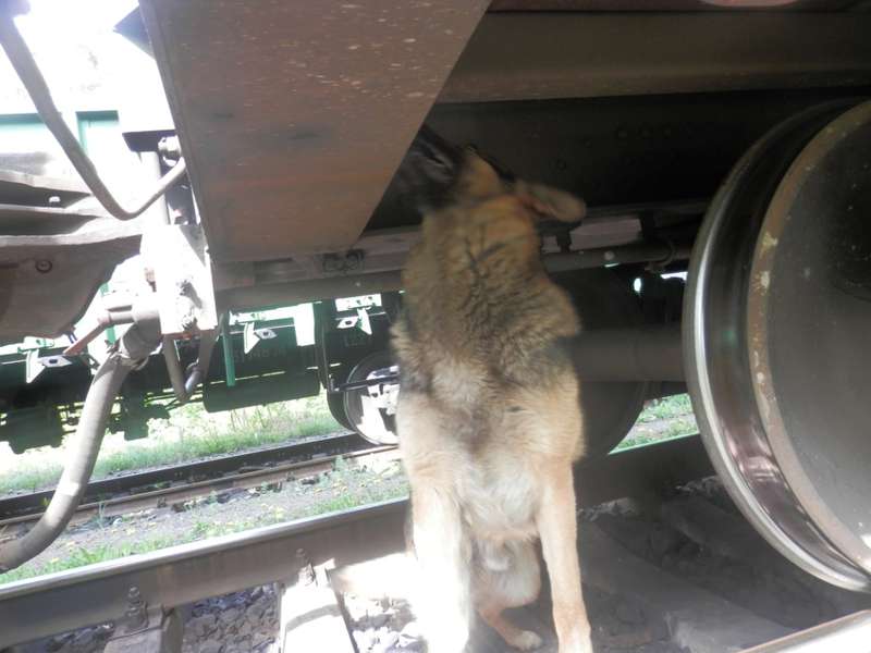 На Волині у вантажному потязі собака знайшов сигарети (фото)