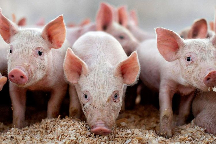 Євросоюз зажадав від РФ 1,4 мільярда євро на рік за заборону імпорту свинини