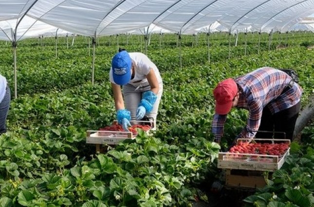 Українські заробітчани не хочуть працювати у Польщі 