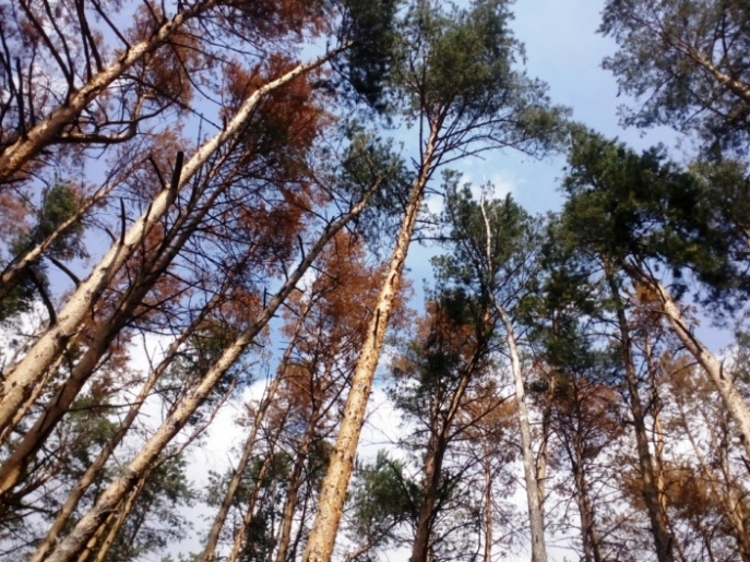 Шкідники знищують волинський ліс (відео)