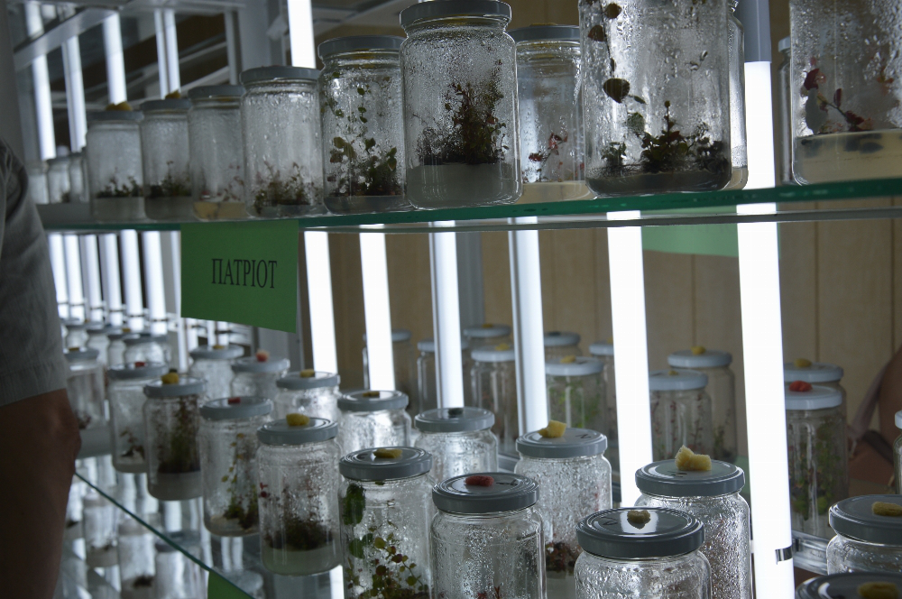 «Бізнес пішов у ягоди»: у Луцьку відкрили біотехнологічну лабораторію In vitro