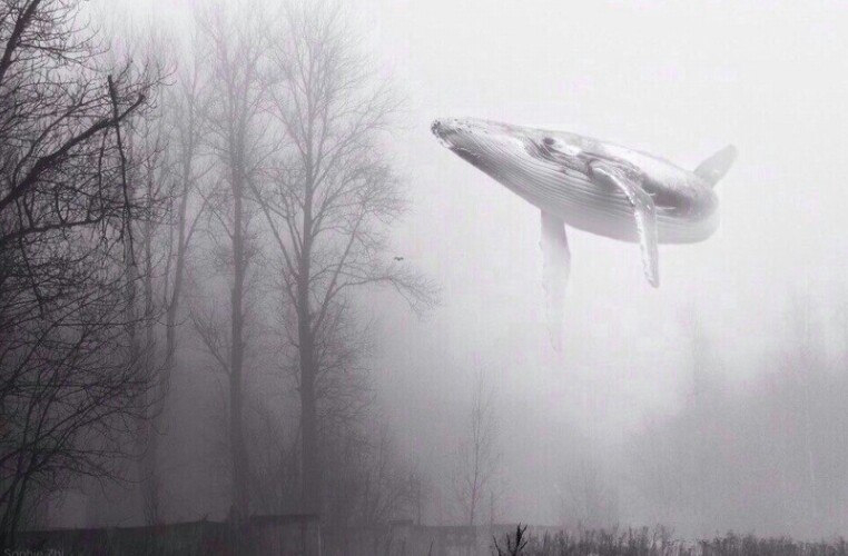 «Синій кит» дістався Польщі: зафіксували три випадки 