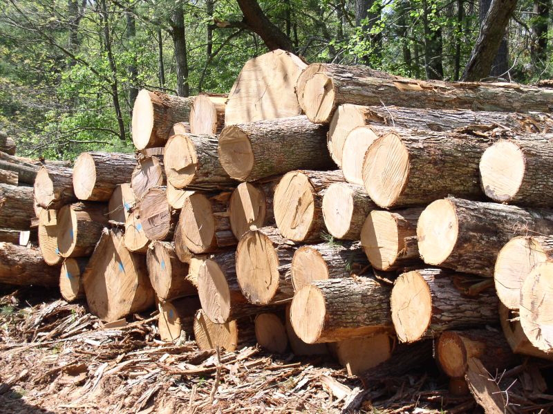 У Луцьку пройде аукціон з продажу необробленої деревини
