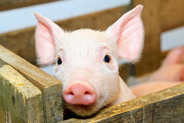 В Україні різко подешевшали свині 