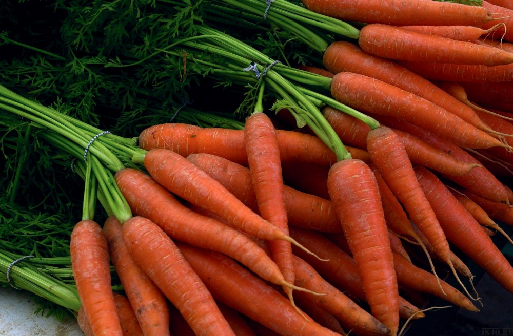 Волинь – лідер із вирощування моркви 
