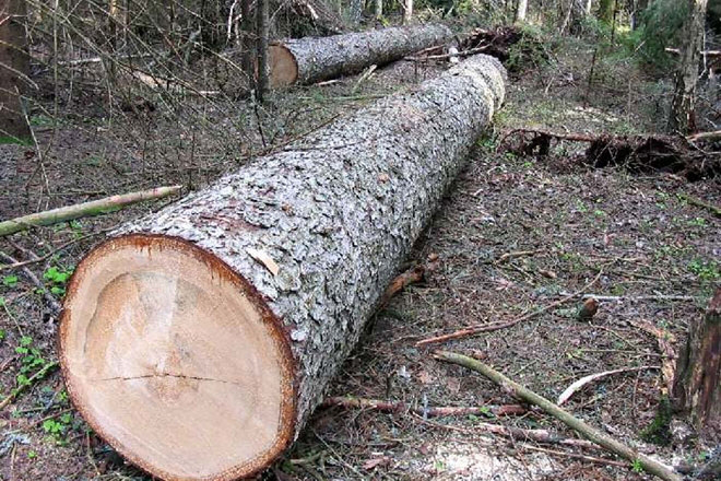 Волинські підприємці «засвітилися» у злочинній схемі експорту лісу 