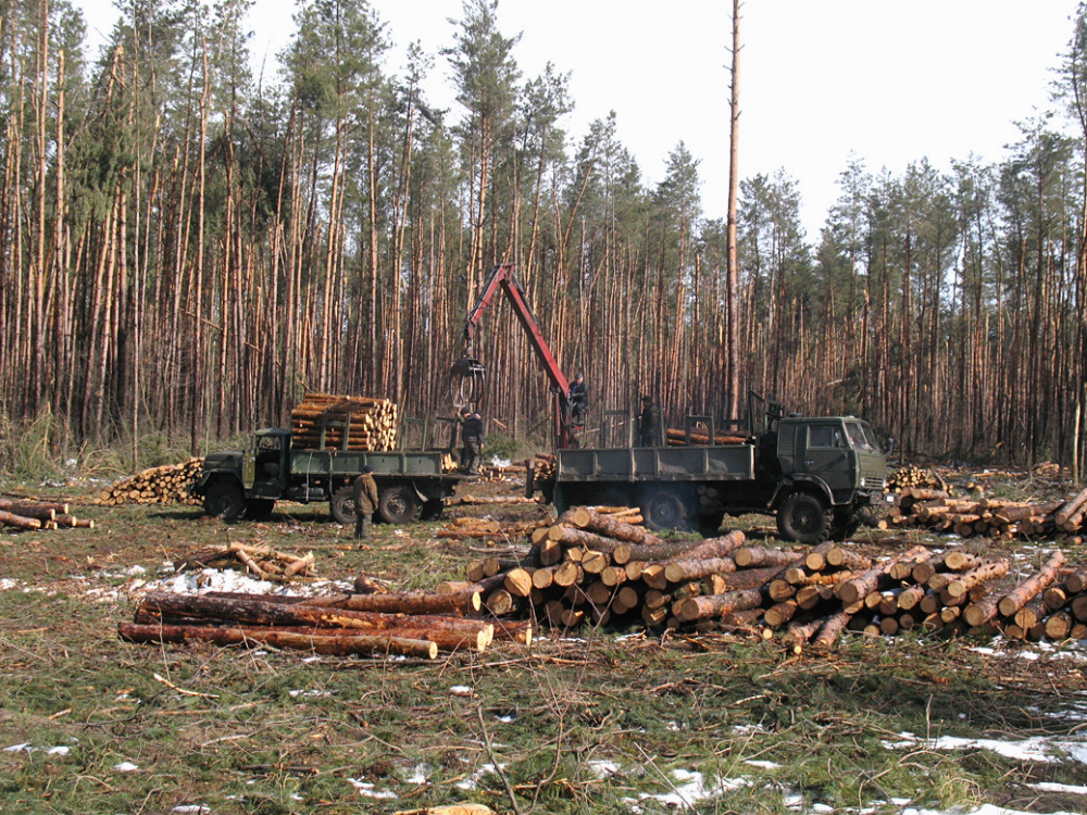 На Любомльщині люди конфліктують з місцевим лісгопом через вирубку лісу