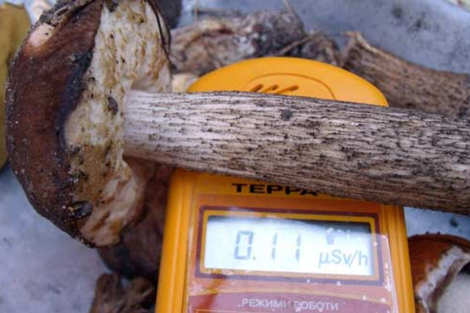 У грибах з маневицьких лісів виявили високий вміст радіонуклідів