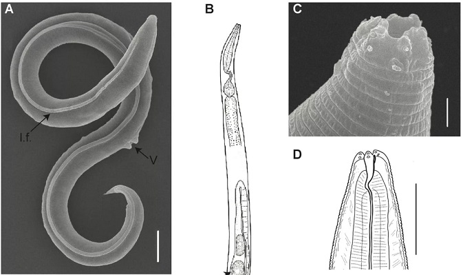 Науковці реанімували черв’яків, які були заморожені 46 тисяч років