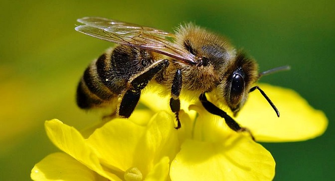 Біля Луцька бджоли сильно покусали двох жінок: в обох – анафілактичний шок