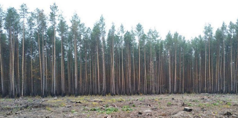 На Волині експосадовців лісової галузі підозрюють у незаконній вирубці на понад 21 мільйон