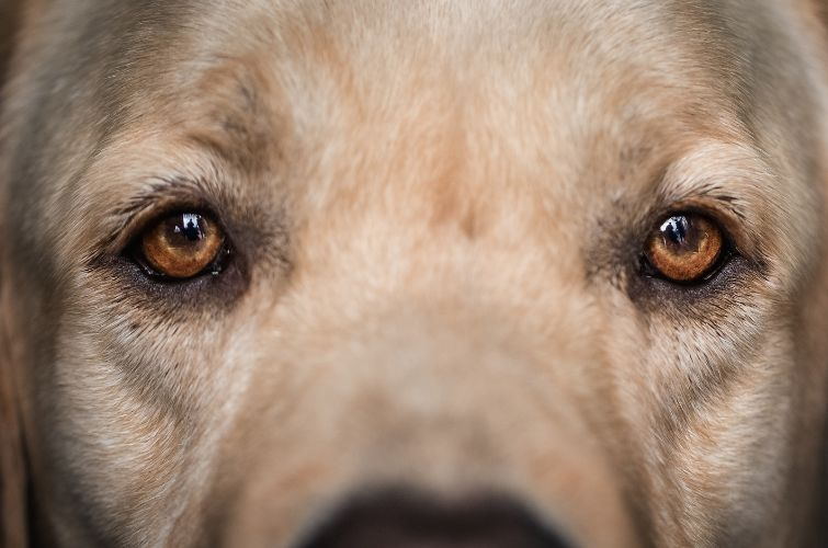 Вчені вважають, що люди могли вплинути на еволюцію кольору очей у собак
