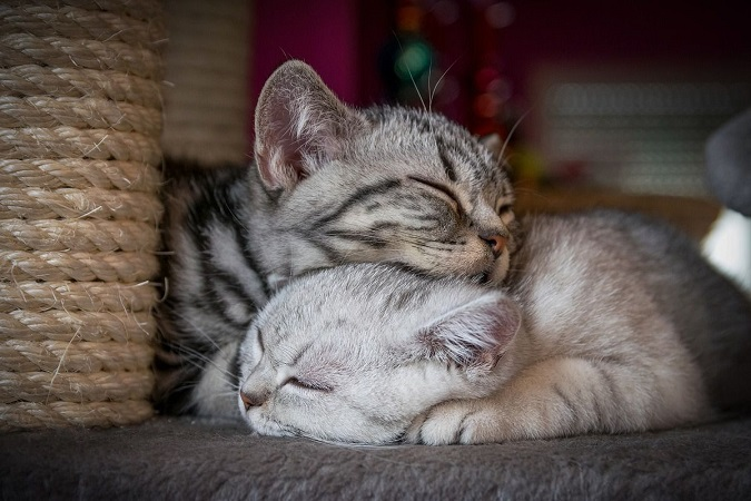 Чому коти багато сплять взимку – чи нормально це: пам'ятка господарям