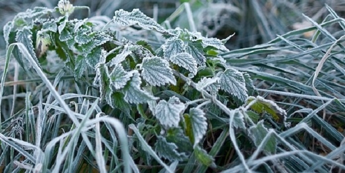 На Волинь суне похолодання: попереджають про заморозки на ґрунті