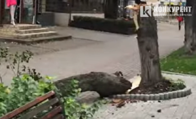 У Луцьку на Волі буревій повалив величезне дерево (відео)