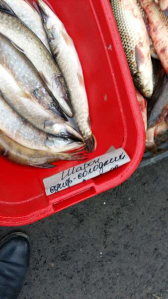 Незаконно продавали 16 кг риби: рибпатруль Волині провів рейд на ринках