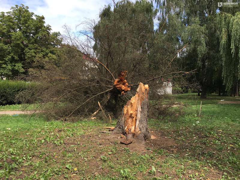 У Луцьку буревій повалив дерево (фото)