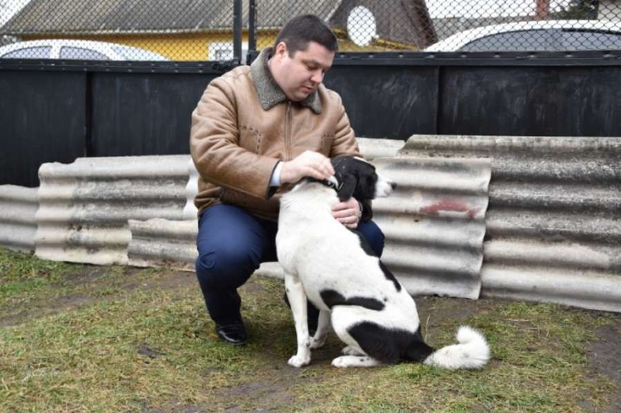 Псу Біму, який жив на вулиці Лесі Українки, знайшли сім'ю в Ківерцях. Його провідує заступник міського голови Костянтин Петрочук
