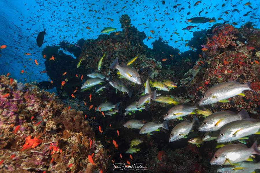 Вчені розгадали загадку, чому на коралових рифах завжди багато риби