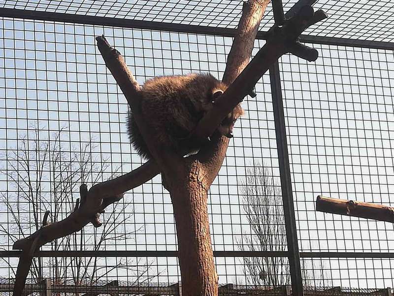 «Сумували без наших мармизок?»: справжня весна у Луцькому зоопарку (фото)