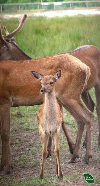 Милота: на Волині єгері показали, як живуть маленькі оленята (фото)