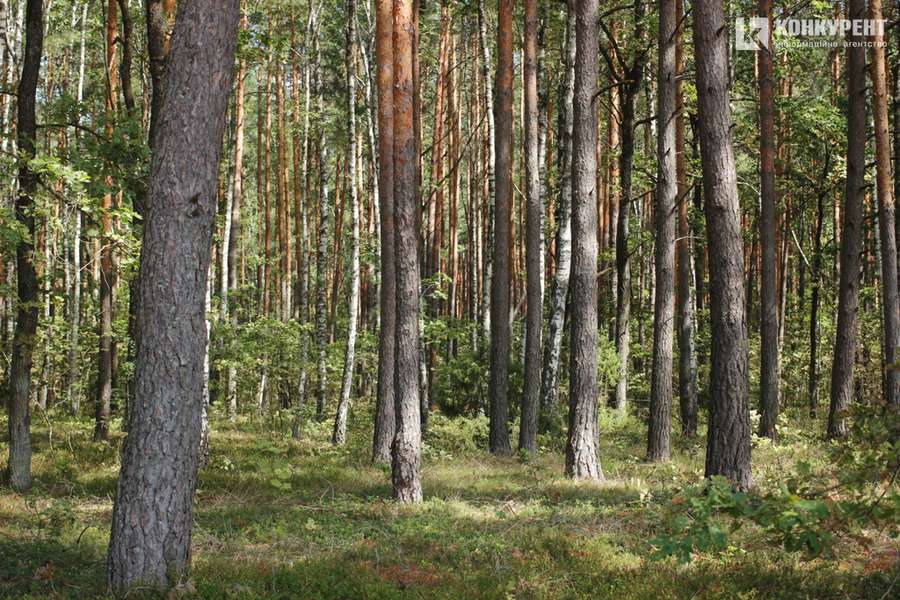 Місце, де починається ліс: як працює ратнівський розсадник (фото)