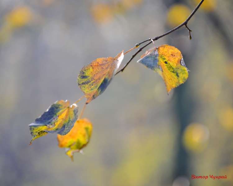 Луцький фотохуджник показав акварелі жовтня (фото)