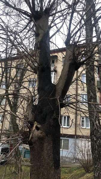 Аварійні дерева та багато ям: лучани просять відремонтувати двір (фото)
